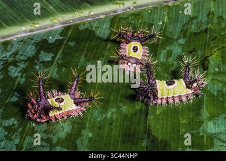 25 novembre 2020, Valle del Cauca, Colombia: I pilastri del bruco sellino sono velenosi con spine orticanti che causano una puntura molto dolorosa. (Immagine di credito: © Jon G. Fuller/VW Pics tramite filo ZUMA) Foto Stock