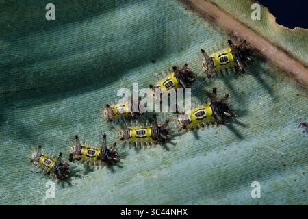 25 novembre 2020, Valle del Cauca, Colombia: I pilastri del bruco sellino sono velenosi con spine orticanti che causano una puntura molto dolorosa. (Immagine di credito: © Jon G. Fuller/VW Pics tramite filo ZUMA) Foto Stock