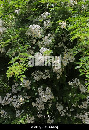 Fuji-Ibara, Rosa fujisanensis, Rosaceae. Giappone, Asia. Una rosa selvatica giapponese. Rosa fujisanensis è una specie di rosa selvatica, nota anche come Fuji-Ibara. Foto Stock