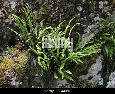 Maidenhair Spleenwort, Asplenium trichomanes, Aspleniineae, Aspleniaceae. Giardini botanici di Ginevra, Ginevra, Svizzera. Fern. Foto Stock