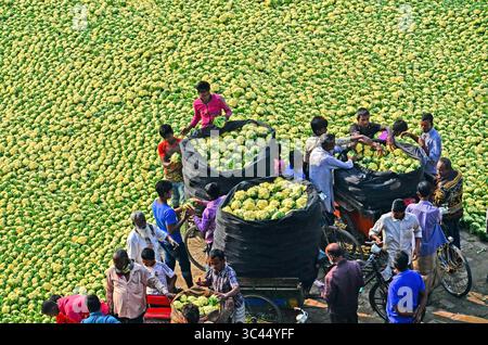Bogura, Bangladesh - 27 novembre 2019: Veduta aerea di un mare vibrante di cavoli, dove i lavoratori in camicie colorate caricano sacchi traboccanti sulle biciclette. Foto Stock