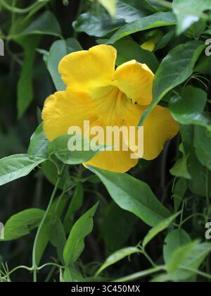 Cat's Claw Creeper, Funnel Creeper o Cat's Claw Trumpet o Hug-me-Tight, Dolichandra unguis-cati, Bignoniaceae. America centrale, Sud America. Foto Stock