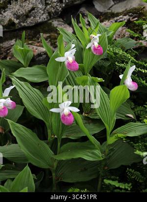 Showy Lady's Slipper, Pink Lady's-Slipper o The Queen's Lady's-Slipper, Cypripedium reginae, Orchidaceae. Nord America. Foto Stock