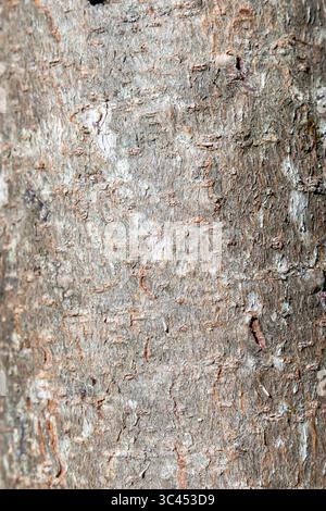 Un tronco di albero con una consistenza ruvida e pochi piccoli fori. La corteccia è marrone e il tronco è sottile Foto Stock
