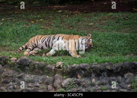 1° giugno 2021, Giacarta, Giacarta, Indonesia: Giacarta, Indonesia, 01 giugno 2021: Una tigre del Bengala che gioca allo zoo. Persone che visitano lo zoo Ragunan a Giacarta in piena pandemia con procedura protocollo di salute durante la vacanza del nato di Pancasila, il filosofico ufficiale, fondamentale dello stato. (Immagine di credito: © Donal Husni/ZUMA Wire) Foto Stock