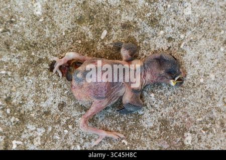 Un piccolo pulcino giace senza vita per terra, essendo caduto dal suo nido. L'area è un ambiente rurale con una superficie dura che mostra evidenti segni di distrazione Foto Stock