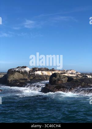 Le foche poggiano sulle rocce lungo la splendida costa del Capo Occidentale in Sud Africa, con cieli azzurri e onde che si infrangono. Foto Stock