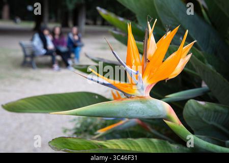 Uccello del paradiso fiore con gente su una panchina sullo sfondo Foto Stock