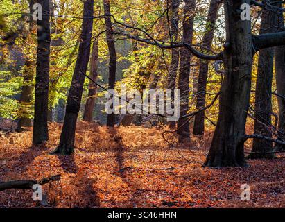Colori autunnali a Burnham Beeches e Stoke Common nel Buckinghamshire Regno Unito Foto Stock