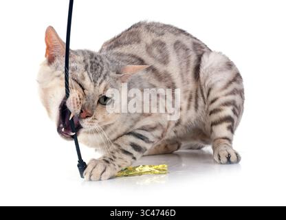 Gatto bengala davanti a uno sfondo bianco Foto Stock