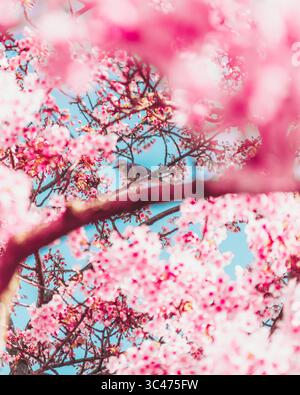 Vista di un uccello sereno arroccato tra i vibranti ciliegi rosa che fioriscono contro il cielo blu morbido, un momento tranquillo congelato nel tempo, Tokyo Skytree, Sumi Foto Stock