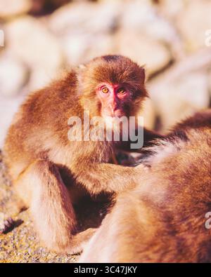 Vista di un macaco giapponese con volto rossastro e pelliccia marrone adagiato su rocce, i suoi occhi catturano la luce nella baia delle scimmie di Hagachizaki, Shizuoka, Giappone. Foto Stock