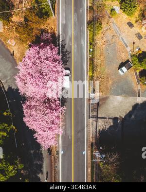 Vista aerea di un vibrante albero di ciliegio fiorito di fiori rosa accanto a una strada con un veicolo bianco, Nishiizu, Shizuoka, Giappone. Foto Stock