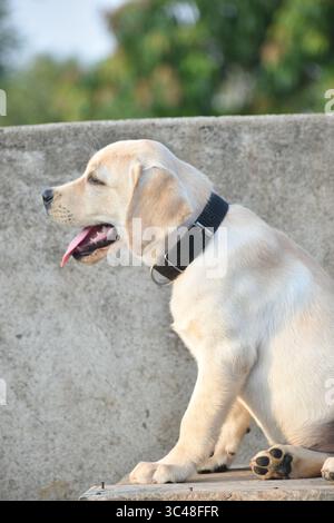 Allegro e adorabile cucciolo Labrador con occhi luminosi e una coda agitata, catturando il fascino e l'energia di questa adorata razza di cani in un momento di gioia. Foto Stock