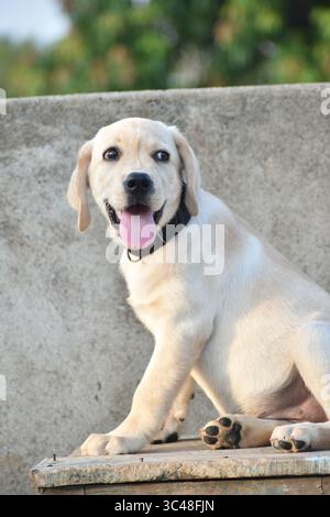 Allegro e adorabile cucciolo Labrador con occhi luminosi e una coda agitata, catturando il fascino e l'energia di questa adorata razza di cani in un momento di gioia. Foto Stock