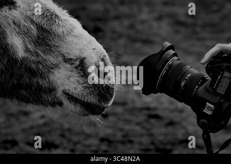 Primo piano, foto in bianco e nero del naso di un asino che tocca l'obiettivo di una fotocamera DSLR, per catturare un momento divertente tra animale e fotografo. Foto Stock