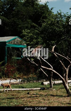 Patas scimmia seduta su un ramo d'albero in un recinto dello zoo, con un'altra scimmia che cammina sull'erba sottostante. Ambiente naturale con vegetazione verde e. Foto Stock