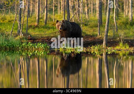Orso bruno eurasiatico (Ursus arctos arctos) in piedi vicino a uno stagno della foresta, con il suo pieno riflesso visibile nell'acqua ferma. Foto Stock