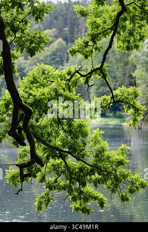 Primo piano dei rami verdi di un albero deciduo appeso su un lago in estate. Foto Stock