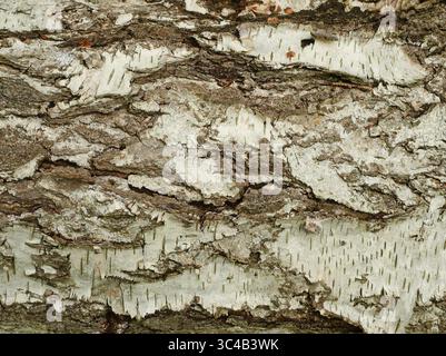 Corteccia di betulla con le prime intemperie sul tronco. Texture interessanti in bianco, nero e marrone. Copyspace Foto Stock
