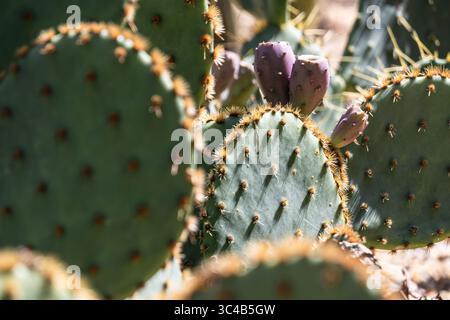 Cactus gigante di fichi d'India (Opuntia robusta) nello Skyline Garden presso l'Atlanta Botanical Garden a Midtown Atlanta, Georgia. (USA) Foto Stock