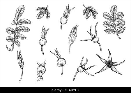 Illustrazione monocromatica di bacche, gemme e foglie vettoriali dipinta con inchiostri neri. Bozzetto grafico del set di bacche selvatiche Illustrazione Vettoriale