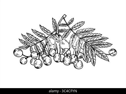 Gruppo di bacche di Rowan con foglie su illustrazione isolata del vettore di ramo. Disegno di acquaforte di bacche di frassino di montagna monocromatico disegnato a mano. Raccolto autunnale Illustrazione Vettoriale