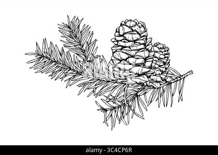 Ramo di cedro con coni in crescita verso l'alto vettore monocromatico dipinto da inchiostri neri. Disegno grafico twig decorativo in abete sempreverde per decorazioni natalizie Illustrazione Vettoriale