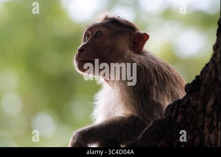 Bonnet Macaque (Macaca radiata) da Karnataka, India. Foto Stock