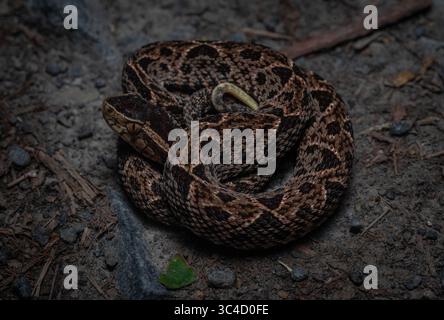 Un terciopelo giovanile (Bothrops asper) della provincia di Alajuela, Costa Rica. Foto Stock