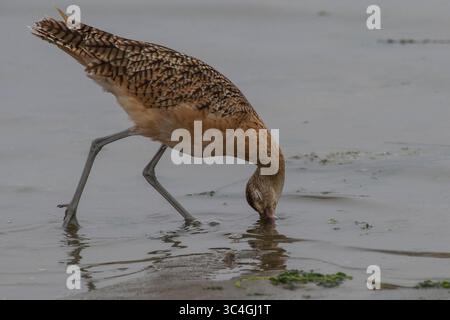 3 agosto 2018 - Moss Landing, California, Stati Uniti - Un'immersione a lungo termine per mangiare alla Moss Landing State Beach a Moss Landing, California, il mese di agosto. 3, 2018. (Immagine di credito: © NIC Coury/ZUMA Wire/ZUMAPRESS.com) Foto Stock