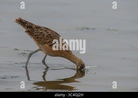 3 agosto 2018 - Moss Landing, California, Stati Uniti - Un'immersione a lungo termine per mangiare alla Moss Landing State Beach a Moss Landing, California, il mese di agosto. 3, 2018. (Immagine di credito: © NIC Coury/ZUMA Wire/ZUMAPRESS.com) Foto Stock