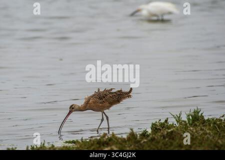 3 agosto 2018 - Moss Landing, California, Stati Uniti - Un Curlew (in primo piano) e un Egret di neve alla ricerca di cibo presso la Moss Landing State Beach a Moss Landing, California, il mese di agosto. 3, 2018. (Immagine di credito: © NIC Coury/ZUMA Wire/ZUMAPRESS.com) Foto Stock