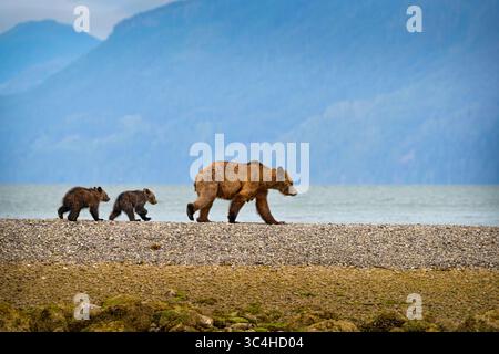 Grizzly orso mamma con To coys (cucciolo dell'anno) che cammina attraverso il ponte di terra sull'isola di Tomakstum, territorio tradizionale del Da'Naxda'xw Awaetlala Foto Stock