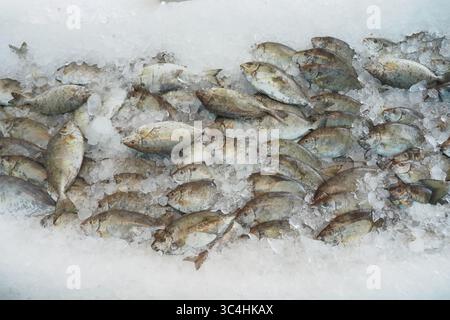 Pesce fresco esposto sul ghiaccio in un mercato Foto Stock