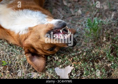 Pippo cane randagio steso in erba con un toothy Grin Foto Stock