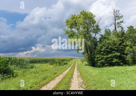 Una strada sterrata non asfaltata di livello B che attraversa campi di grano nella zona rurale dell'Iowa sudorientale. Foto Stock