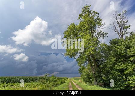 Una strada sterrata non asfaltata di livello B che attraversa campi di grano nella zona rurale dell'Iowa sudorientale. Foto Stock