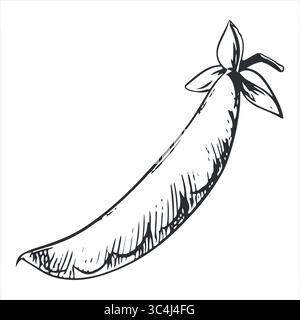 Schizzo vettoriale dei piselli verdi. Baccello di fagioli chiuso con tecnica di incisione. Coltura vegetale utile. Piselli disegnati a mano con inchiostro nero. Illustrazione Vettoriale