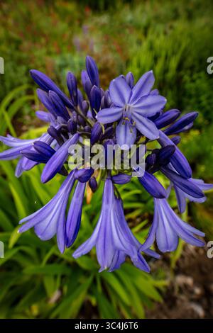 Primo piano naturale pianta fiorita ritratto di delizioso, infuso di colori, Agapanto che fiorisce abbondantemente. Ammirato, porta bellezza, memoria, nostalgia, audace Foto Stock