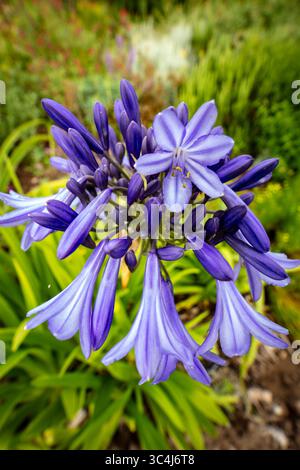 Primo piano naturale pianta fiorita ritratto di delizioso, infuso di colori, Agapanto che fiorisce abbondantemente. Ammirato, porta bellezza, memoria, nostalgia, audace Foto Stock