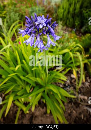 Primo piano naturale pianta fiorita ritratto di delizioso, infuso di colori, Agapanto che fiorisce abbondantemente. Ammirato, porta bellezza, memoria, nostalgia, audace Foto Stock