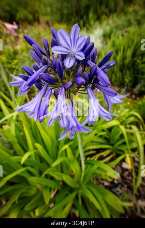 Primo piano naturale pianta fiorita ritratto di delizioso, infuso di colori, Agapanto che fiorisce abbondantemente. Ammirato, porta bellezza, memoria, nostalgia, audace Foto Stock
