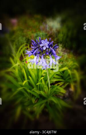 Primo piano naturale pianta fiorita ritratto di delizioso, infuso di colori, Agapanto che fiorisce abbondantemente. Ammirato, porta bellezza, memoria, nostalgia, audace Foto Stock