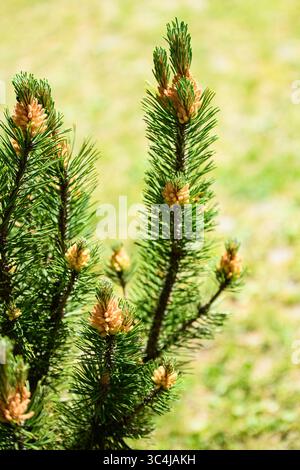 Ramo di pino mugo con coni su sfondo sfocato Foto Stock