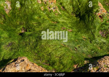 Alghe verdi bagnate che crescono su rocce vulcaniche vicino alla costa di Playa del Medano Foto Stock