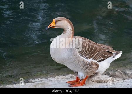 Un ritratto ravvicinato di un'oca con un brillante becco e piedi arancioni, in piedi serenamente sulla riva del lago Foto Stock
