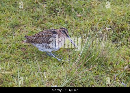 Ricerca comune di Snipe per cibo nelle Shetlands scozzesi Foto Stock