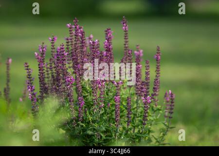 Sfondo di Salvia nemorosa `Caradonna` Balkan Clary in un giardino di campagna. Salvia x superba o Salvia nemorosa Caradonna con steli viola. Foto Stock