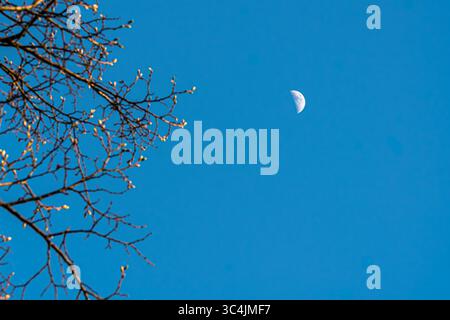 I sottili rami di primavera brillano dolcemente alla luce del mattino, raggiungendo il cielo azzurro, dove la luna galleggia silenziosamente. Una scena di quiete e qui Foto Stock